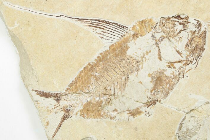 Cretaceous Fish (Nematonotus) with Lobster & Shrimp - Lebanon #201361